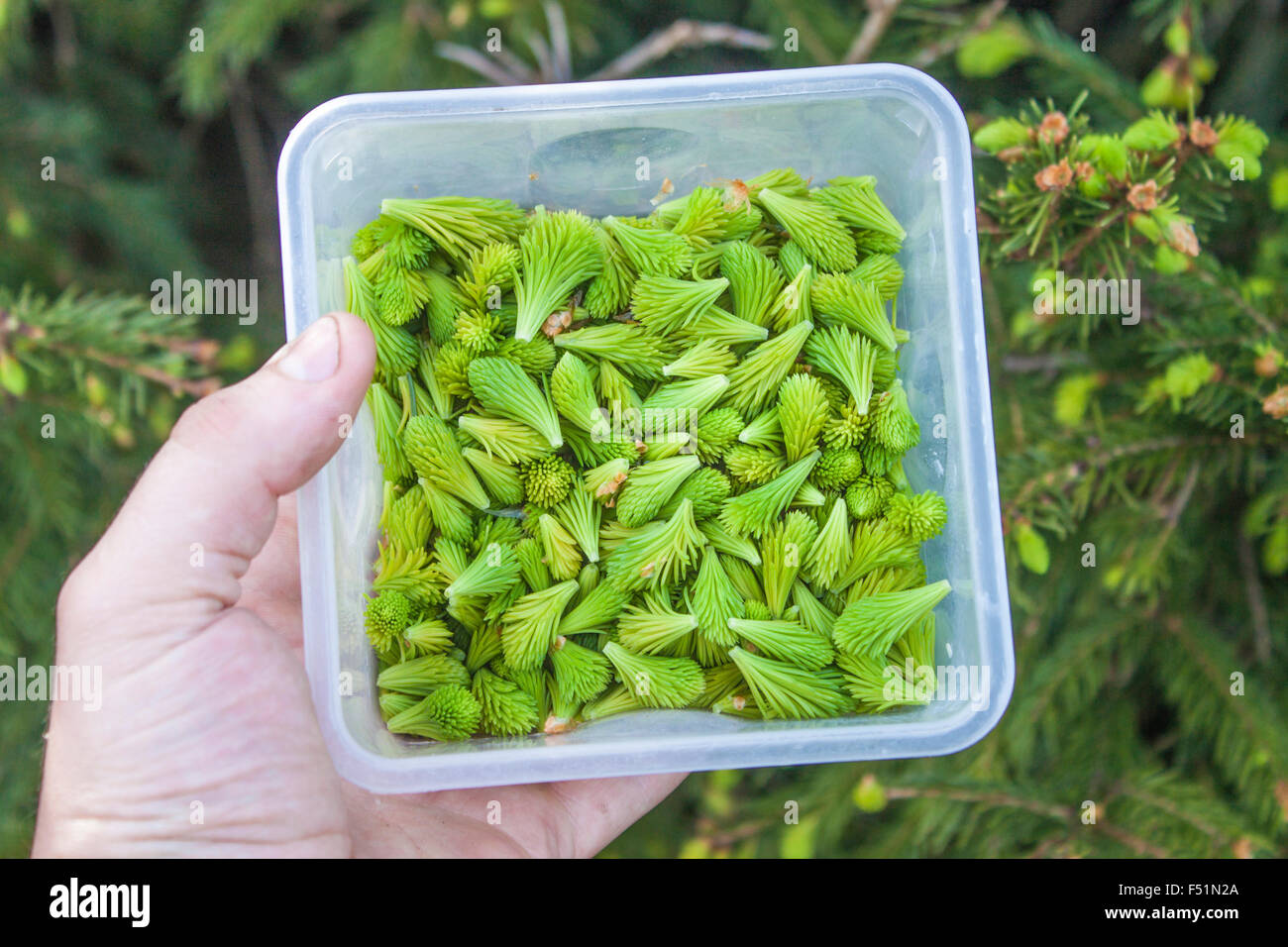 Young spruce sprout hi-res stock photography and images - Alamy