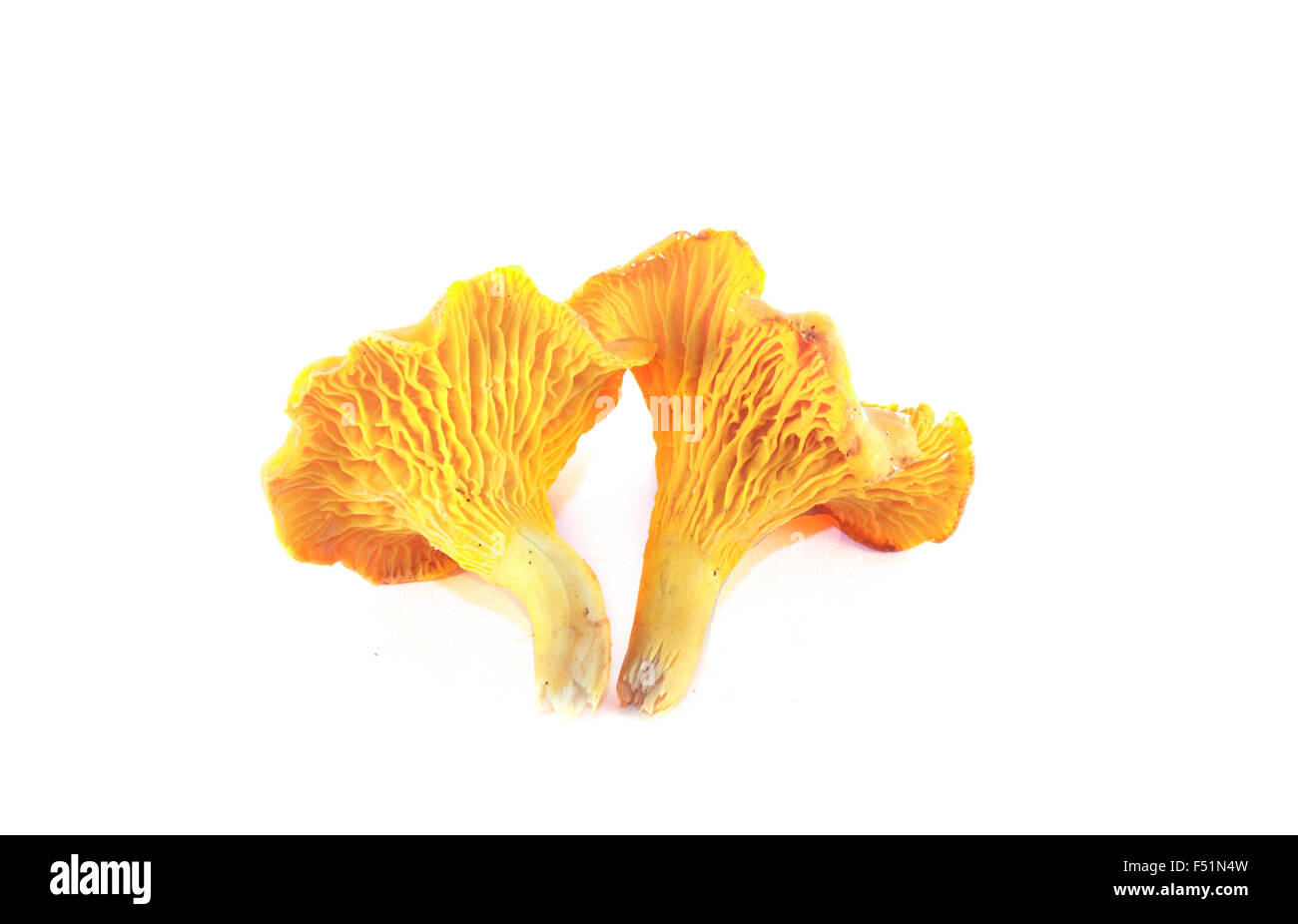 Two yellow, isolated chanterelles, on white background Stock Photo Alamy