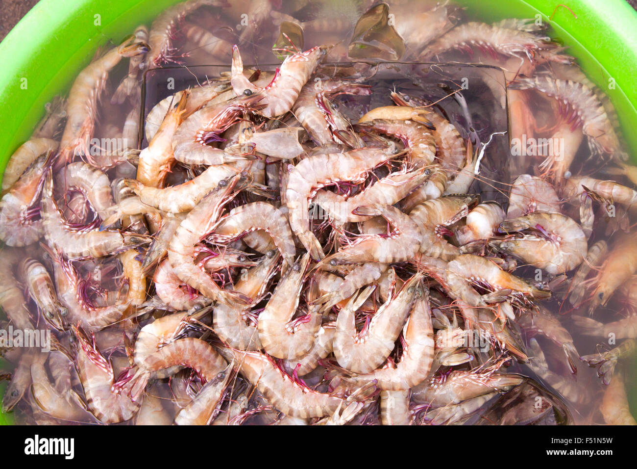 A lot of fresh shrimps, penaeus in a plastic container, at a market in Phu quoc, Vietnam Stock Photo