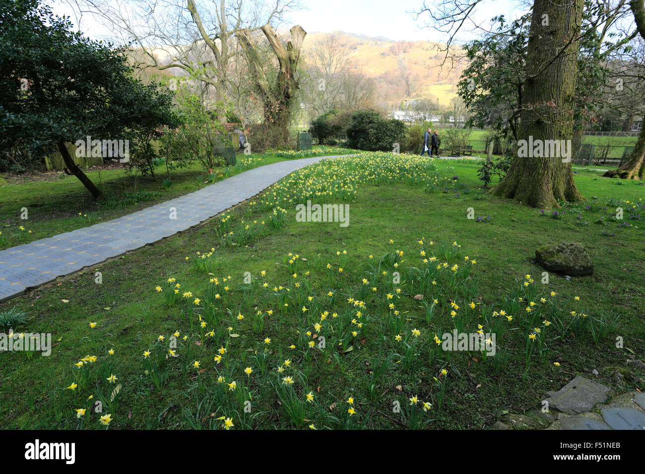 Spring Daffodils, Wordsworth Daffodil Garden, Grasmere village, Lake