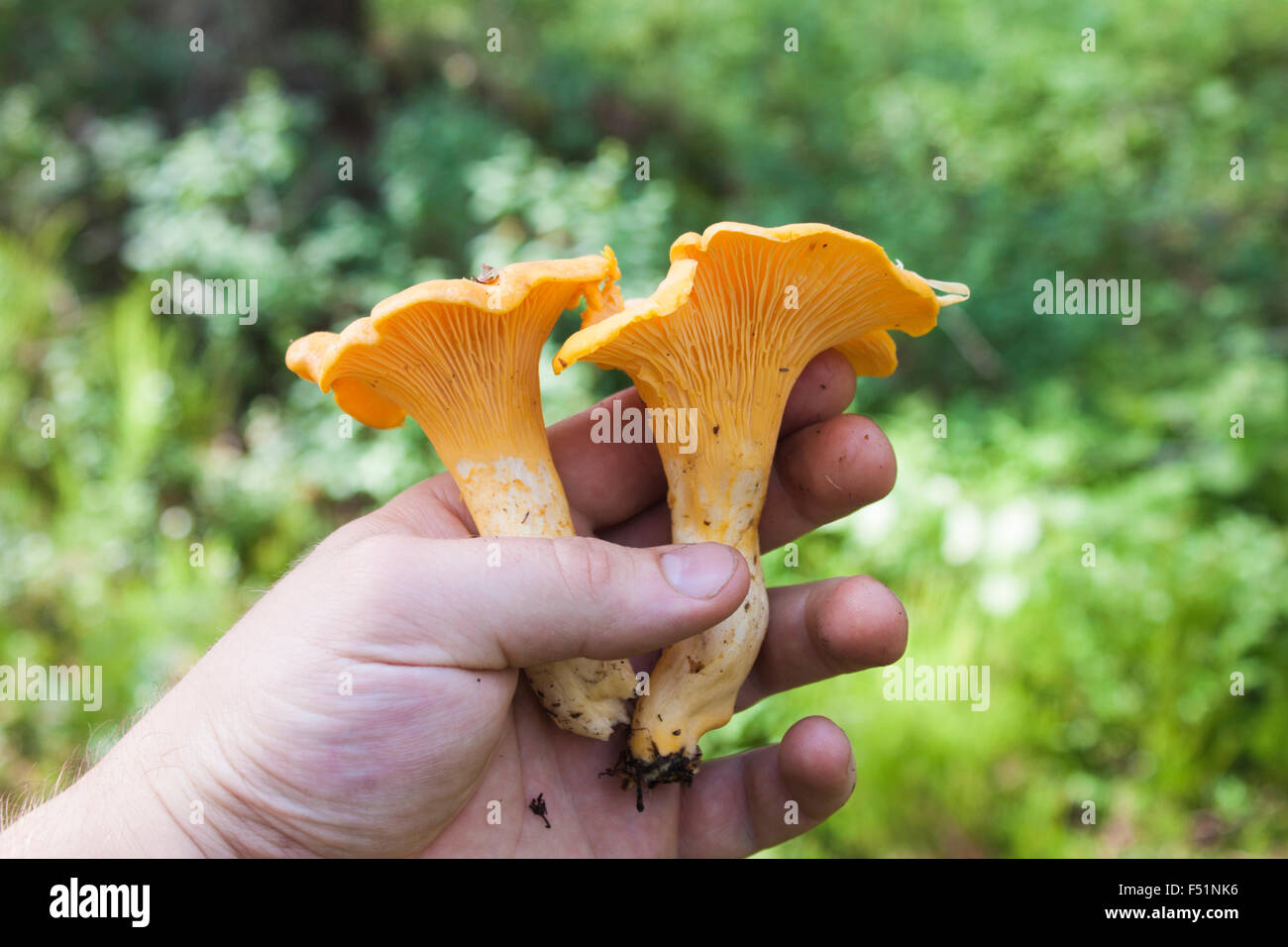 Yellow cantharellus cibarius, chanterelle, in the forrest Stock Photo