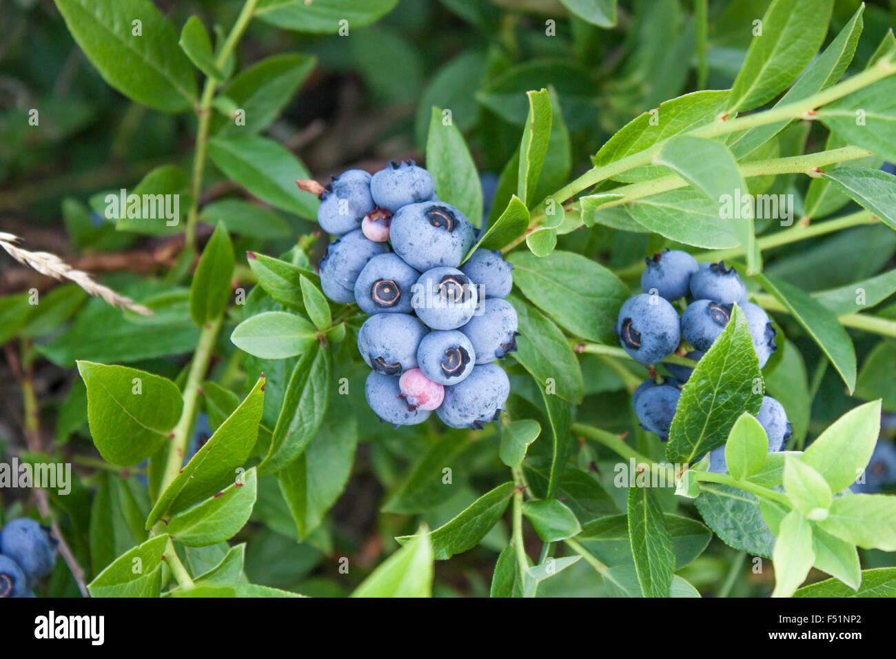 Whortleberries, vaccinium corymbosum, growing on a bush huckleberry plant Stock Photo