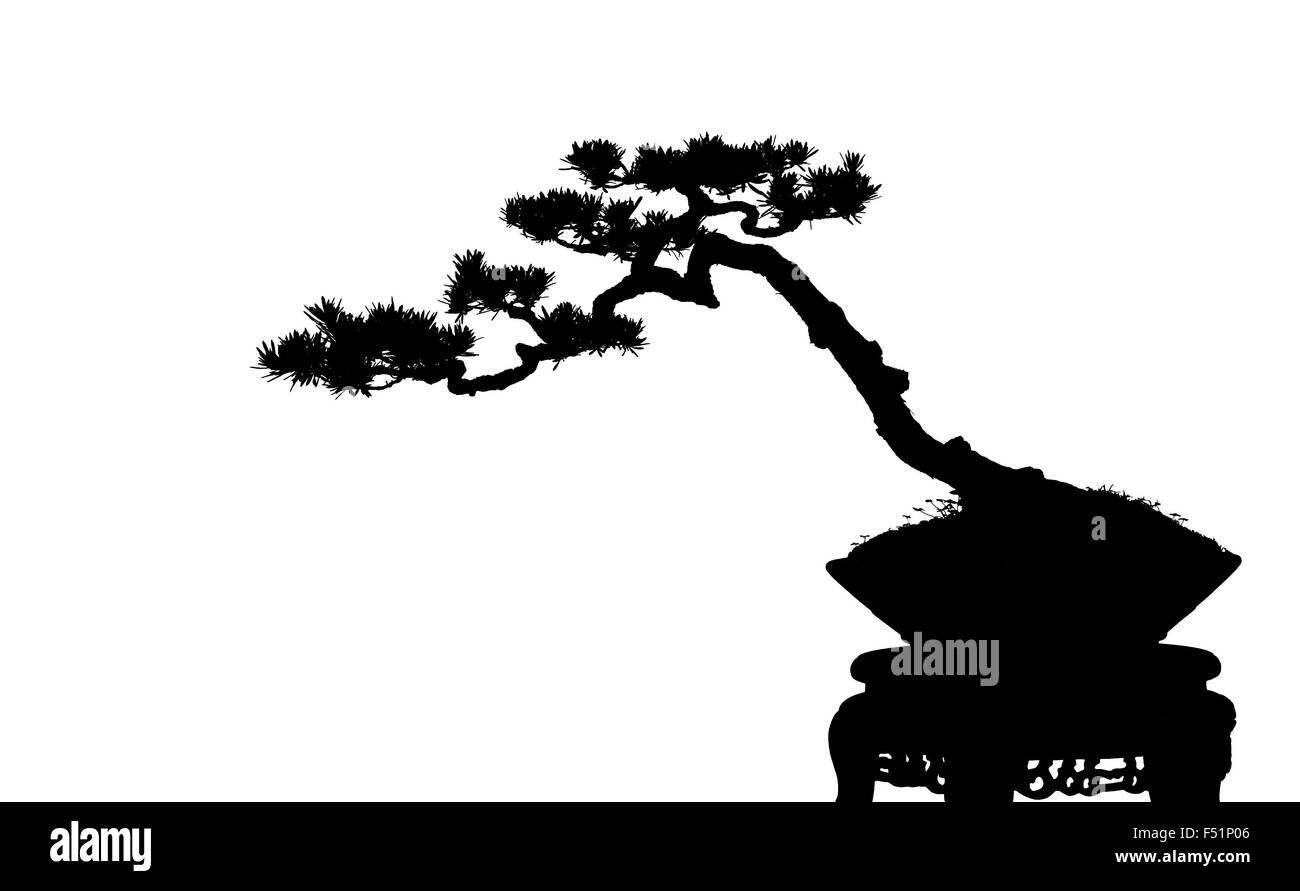 A small bonsai tree in a ceramic pot. Isolated on a white background ...