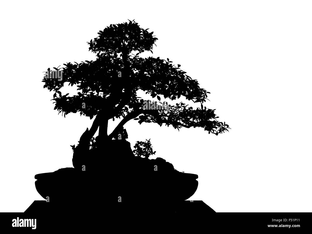 A small bonsai tree in a ceramic pot. Isolated on a white background ...