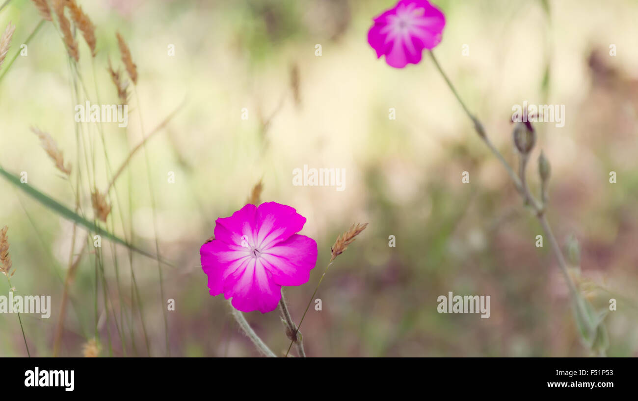 Abstract blurred flower background with purple wild flowers Stock Photo ...