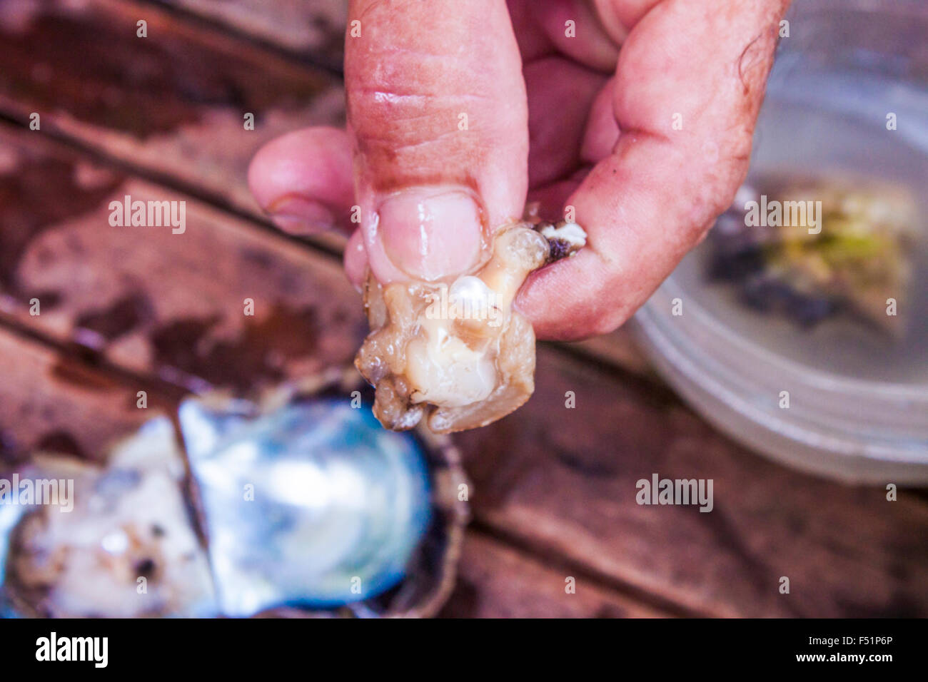 A fresh white Oyster pearl, in a mans hand Stock Photo