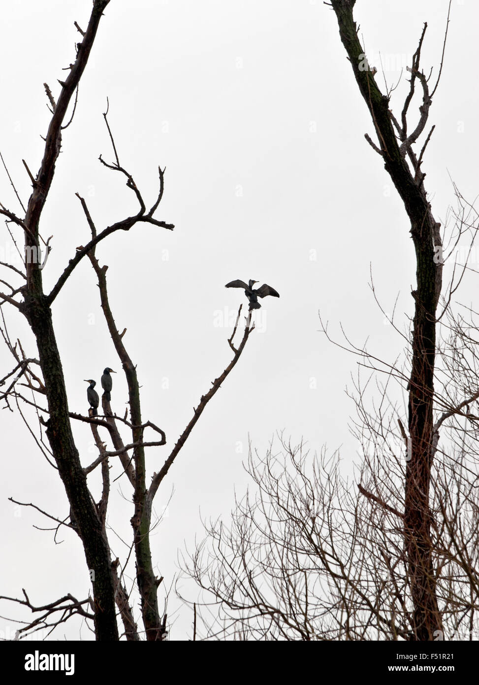 Silhouettes of birds on a tree in winter at Pamvotis lake near Ioannina, Greece Stock Photo