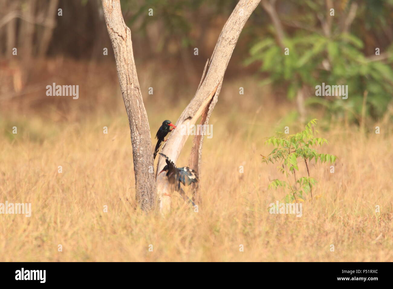 Green Wood Hoopoe (Phoeniculus purpureus) in Ghana, Western Africa Stock Photo
