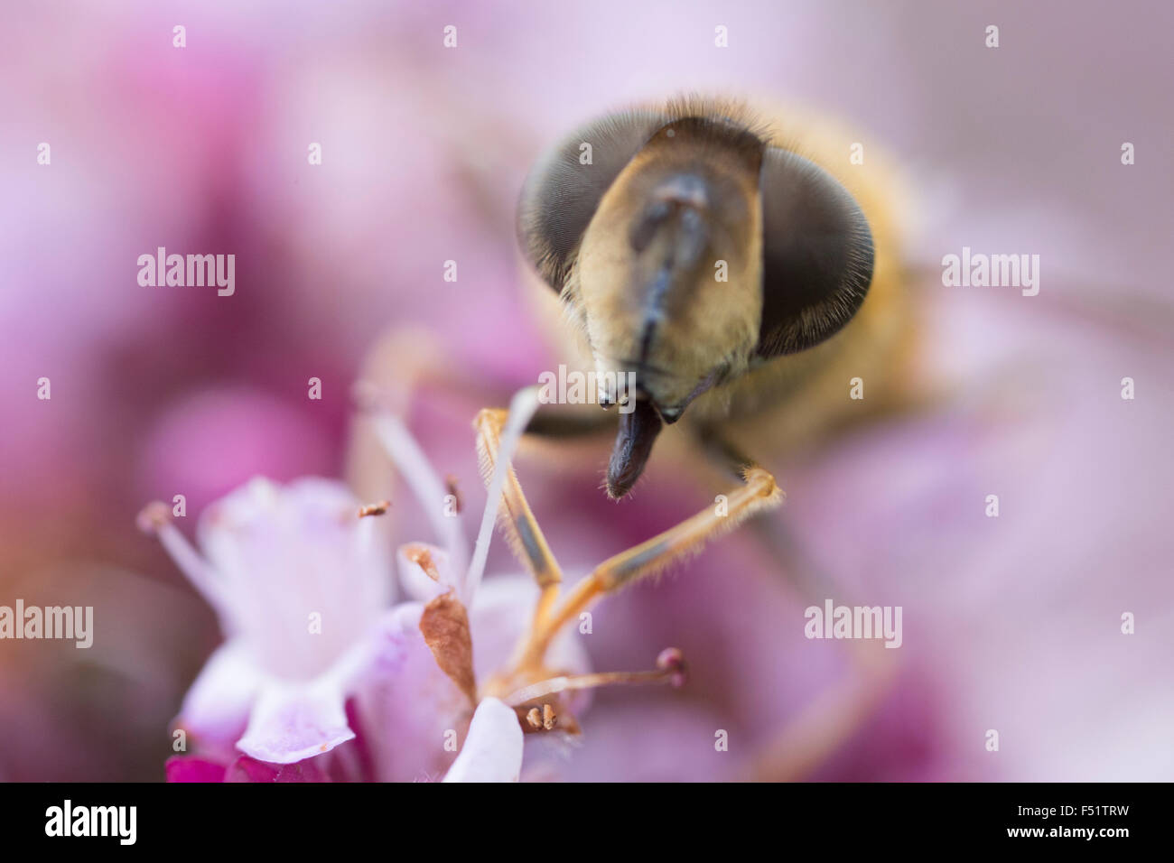 Honey bee harvesting pollen from a purple flower Stock Photo Alamy