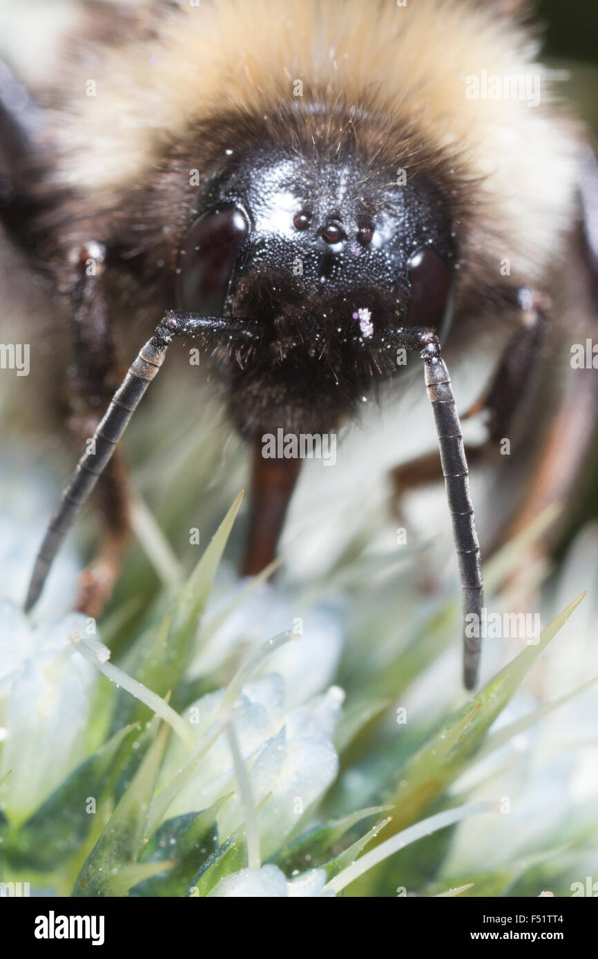Macro of a honey bee, extreme close up Stock Photo - Alamy