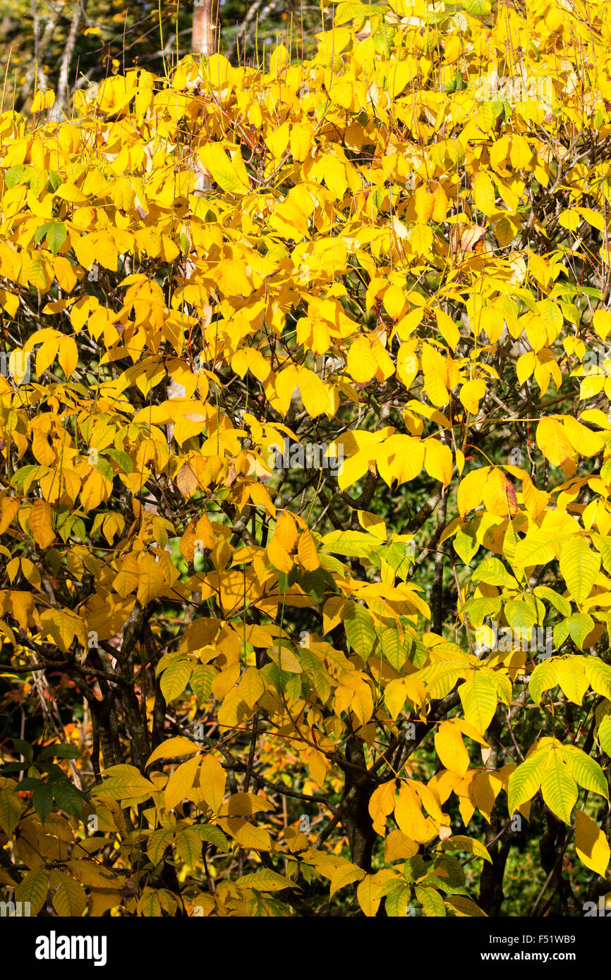 Yellow autumn foliage of the shrubby horse chestnut, Aesculus parviflora Stock Photo