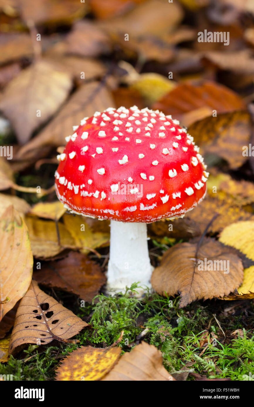 Single specimen of fly agaric toadstool, Amanita muscaria, growing in the root area under birch trees Stock Photo