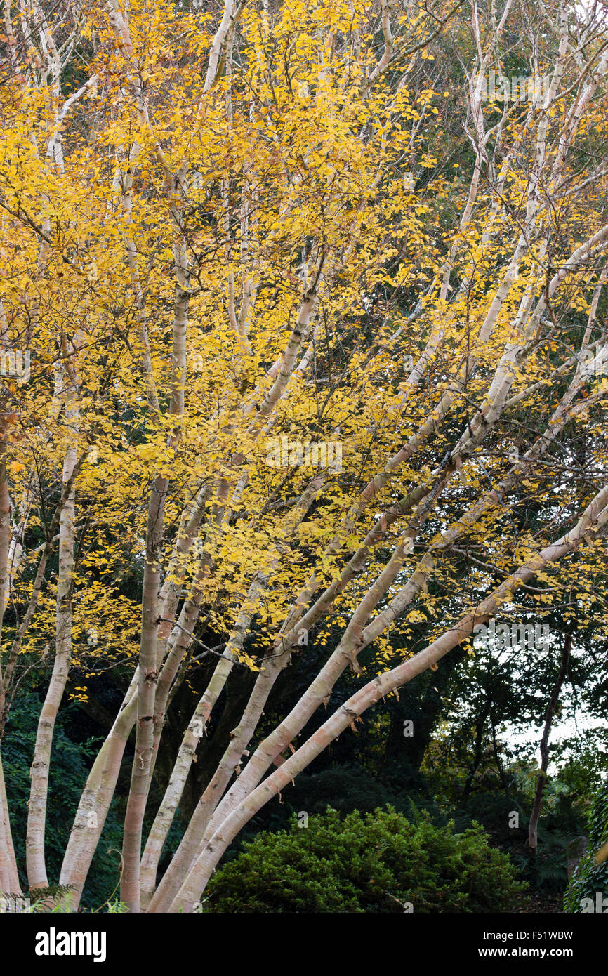 Yellow autumn foliage contrasts with the silvery bark of Betula ermanii 'Grayswood Hill' Stock Photo