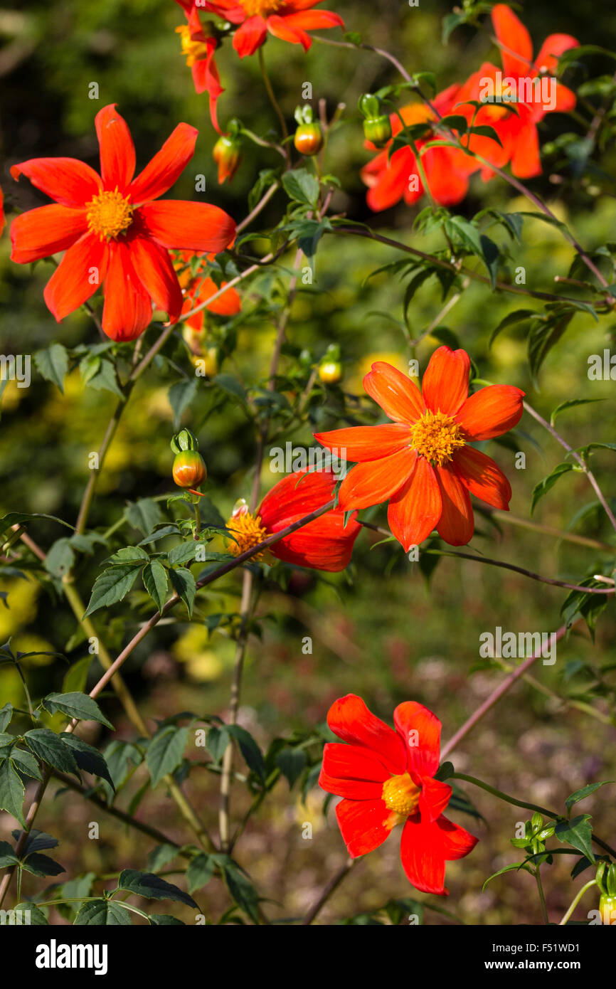 Elegant orange flowers of Dahlia coccinea var. palmeri display well atop the airy stems Stock Photo