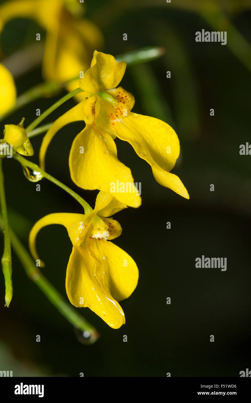 Yellow balsam flowers of the Himalayan annual, Impatiens racemosa Stock Photo