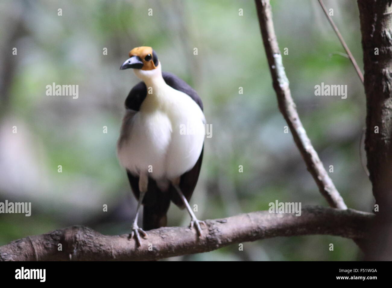 Yellowheaded Picathartes (Picathartes gymnocephalus) in Ghana Stock