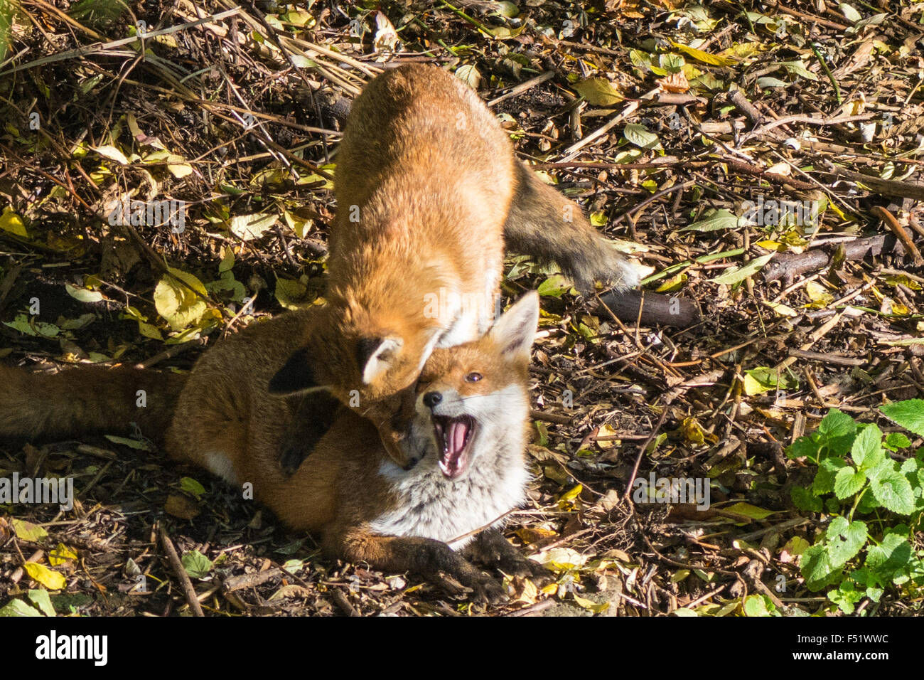 Tottenham, London, UK, 26th October 2015. Two urban foxes frolic together in a sunny autumn garden in Tottenham, London. Credit:  Patricia Phillips/Alamy Live News Stock Photo