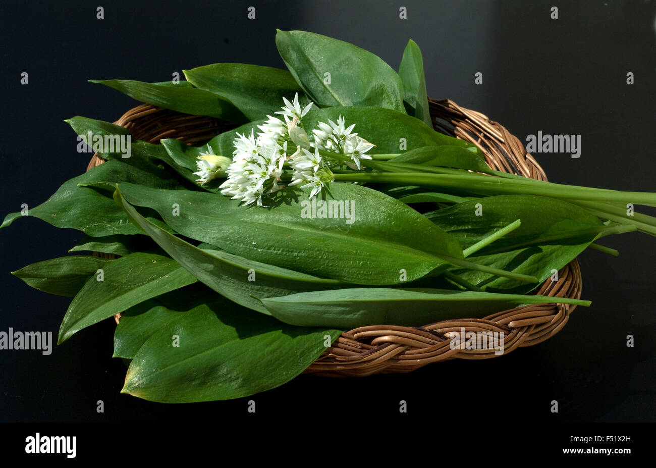 Baerlauch; Allium; ursinum Stock Photo - Alamy