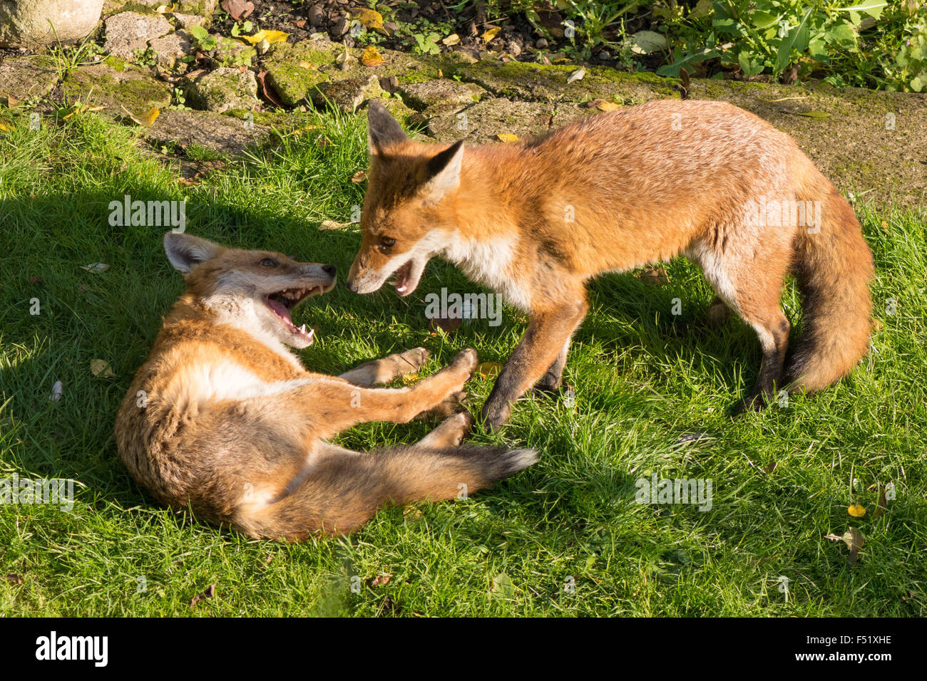 Urban Foxes, London, UK, 26th October 2015. Two urban foxes frolic together in a sunny autumn garden in Tottenham, London. Credit:  Patricia Phillips/Alamy Live News Stock Photo