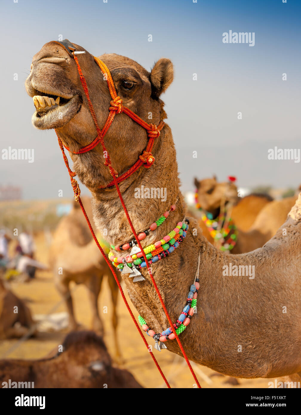 Decorated Camel At The Pushkar Fair. Rajasthan, India, Asia Stock Photo ...