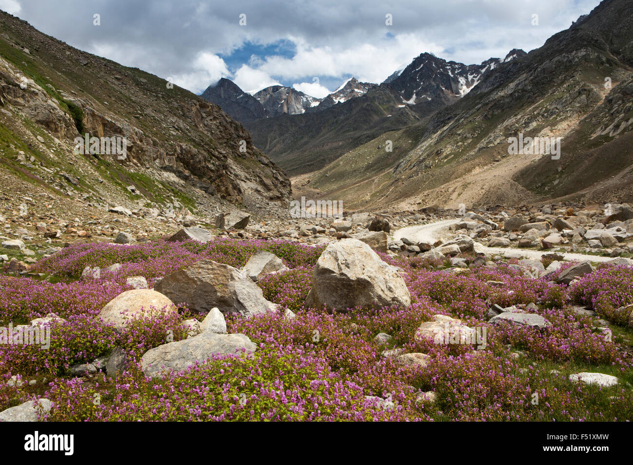 India, Himachal Pradesh, Lahaul Valley, Batal, wild flowers growing beside rocky Spiti road to Kunzum La Pass Stock Photo
