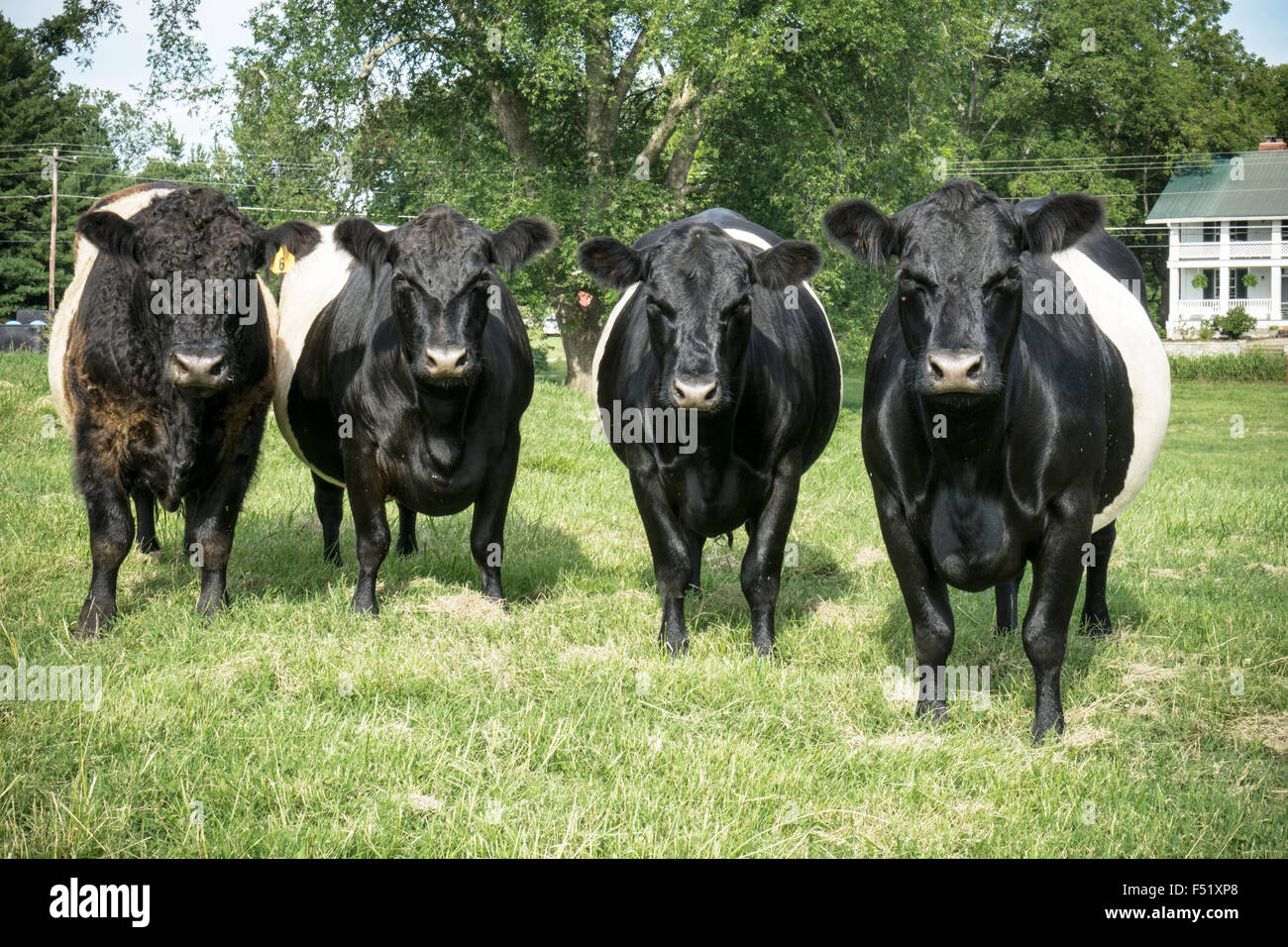 The Belted Galloway is a heritage beef breed of cattle originating from Galloway in the west side of southern Scotland, adapted Stock Photo
