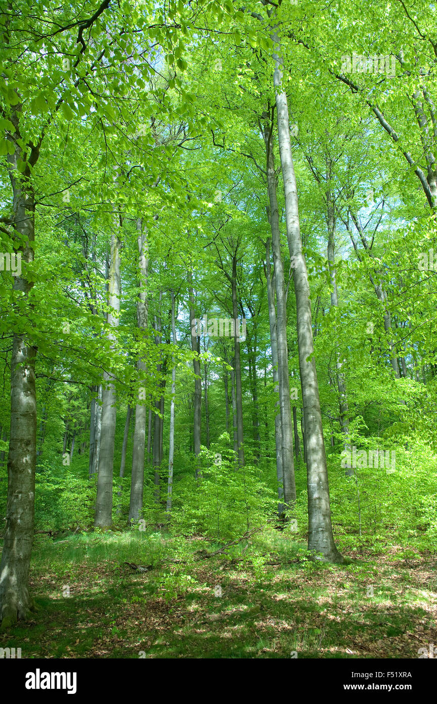 Buchenwald, Wald, Fruehjahr Stock Photo