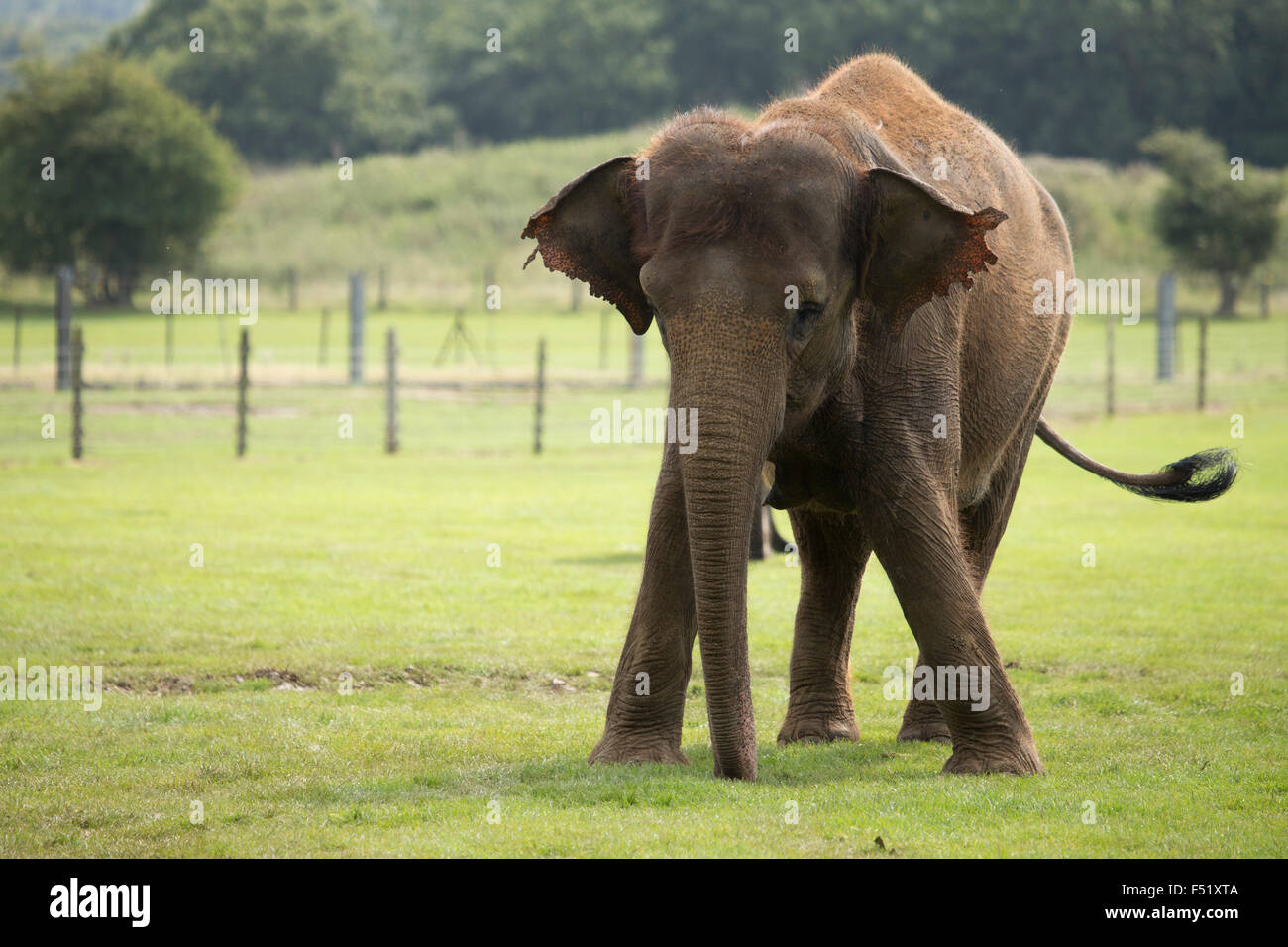 Large elephant Stock Photo