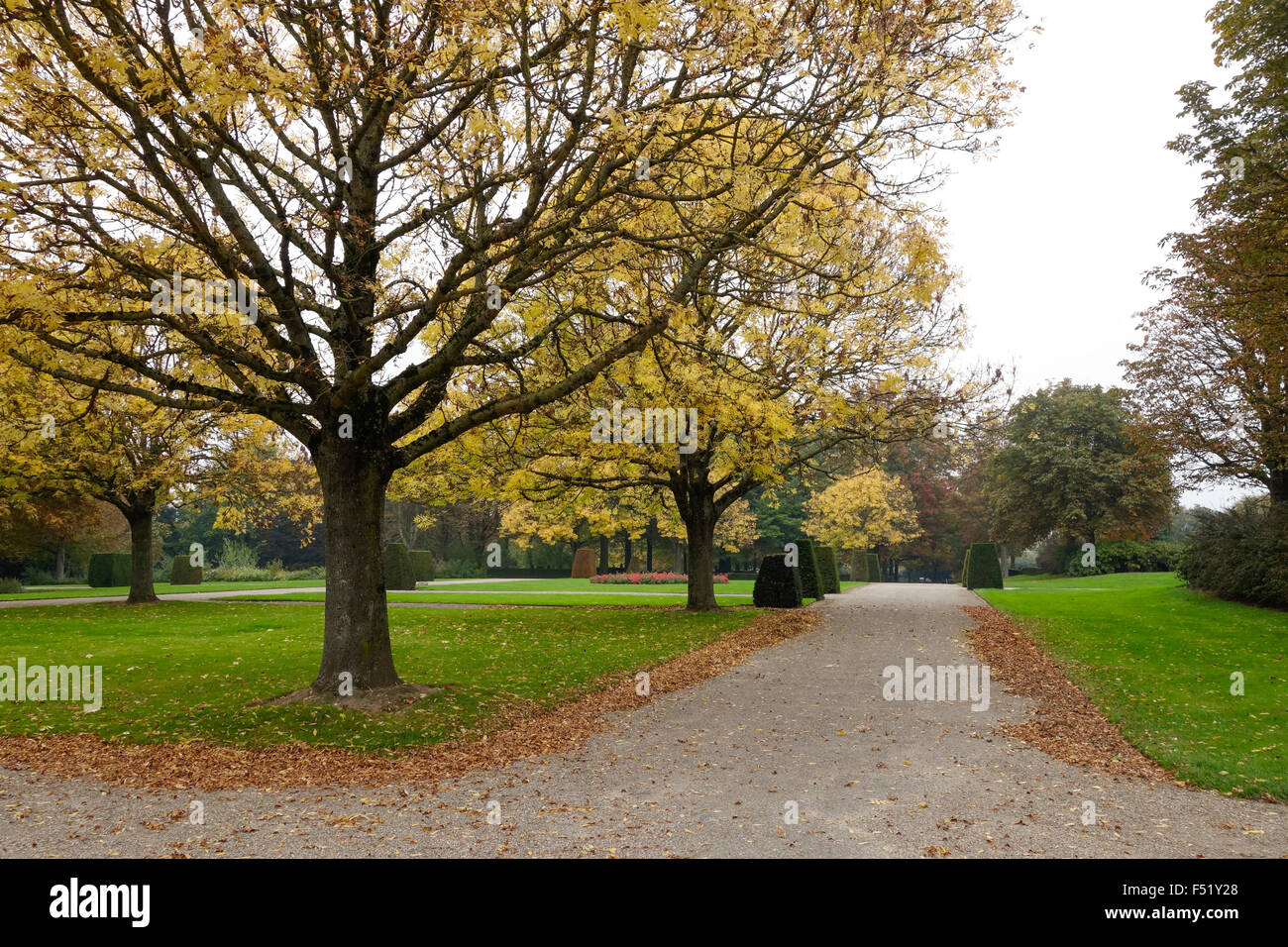 Autumn colors, coulours, yellow trees in lane. Netherlands. Stock Photo