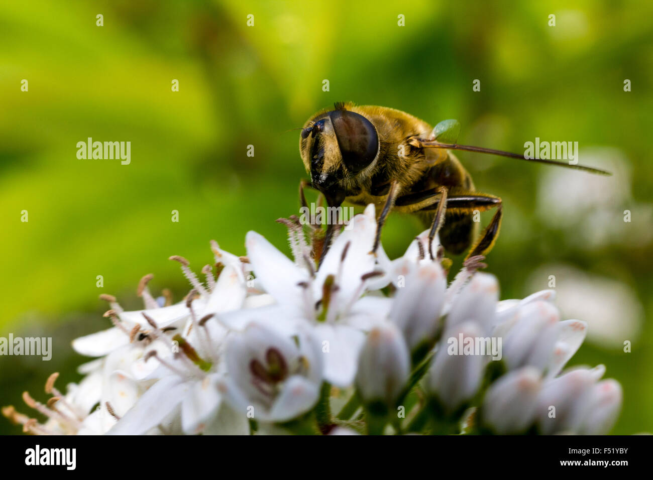 Close Up Detail of a Bee Hover-Fly (Volucella bombylans) Feeding on nectar from a White Umbellifer Flower. Stock Photo