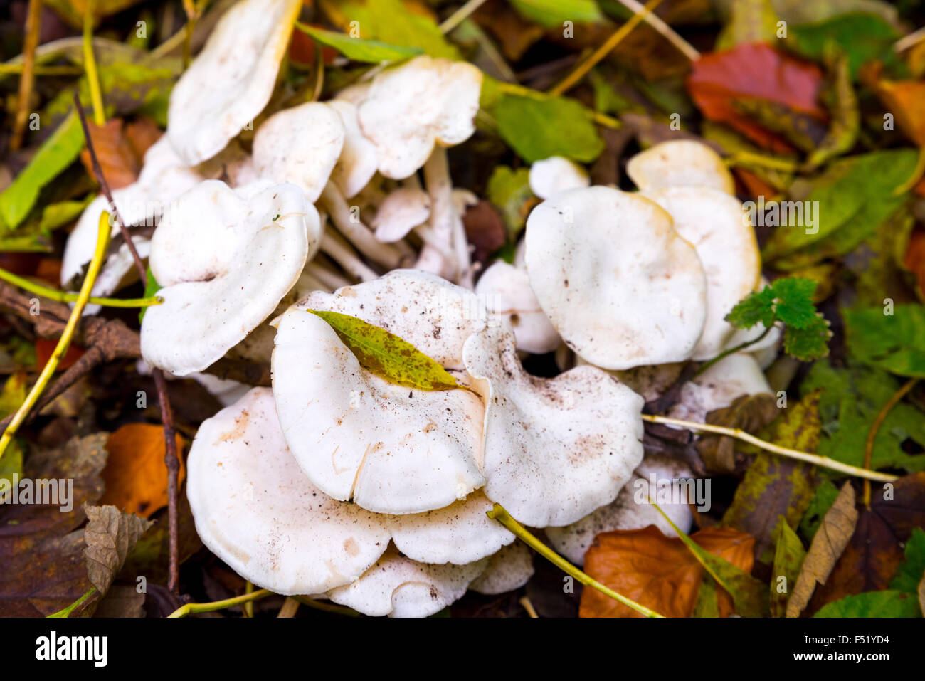White Wild Mushrooms on forest floor in Wolverhampton West Midlands UK Stock Photo