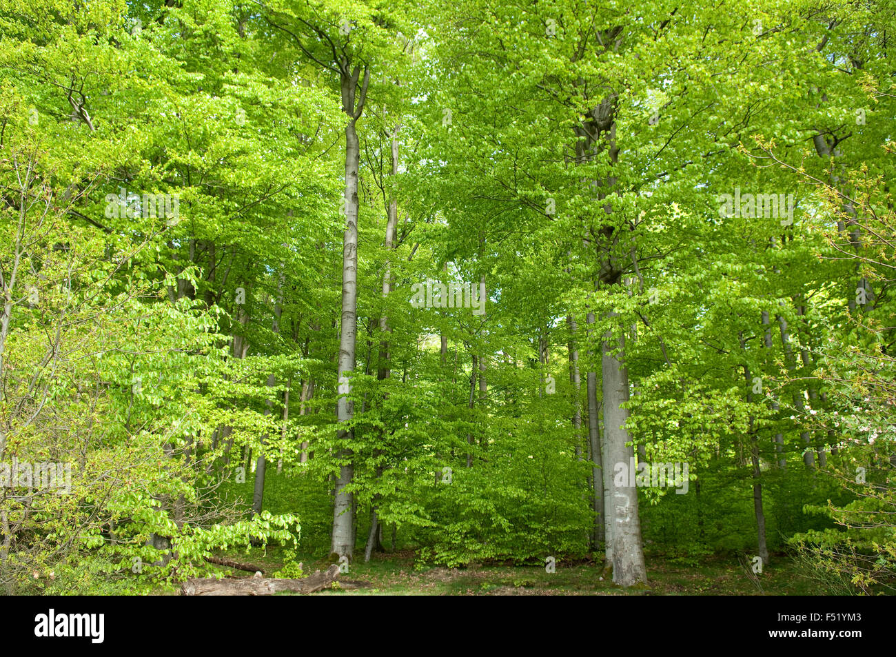 Buchenwald, Wald, Fruehjahr Stock Photo