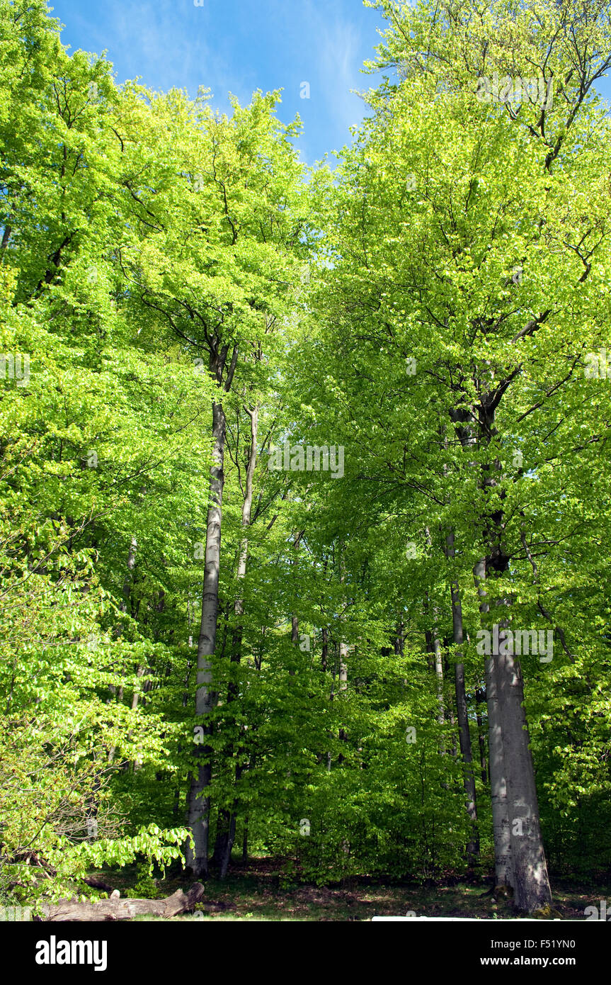 Buchenwald, Wald, Fruehjahr Stock Photo