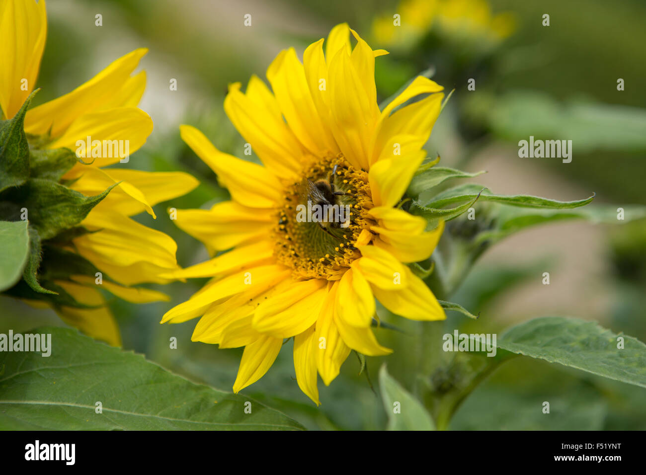 A bumble bee harvesting pollen from a sunflower Stock Photo - Alamy