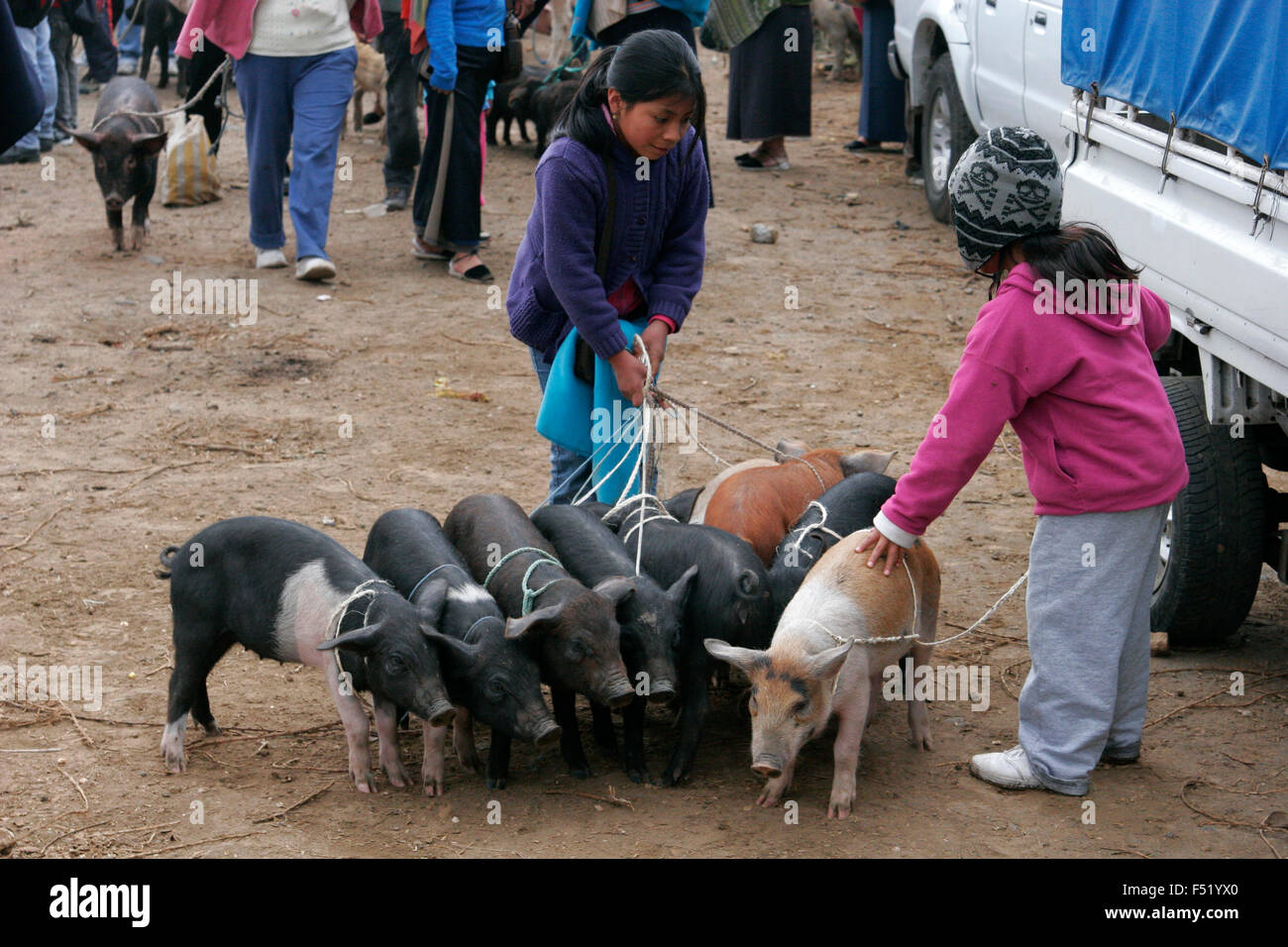Indigenous girls selling pigs at Otavalo market, Ecuador, South America