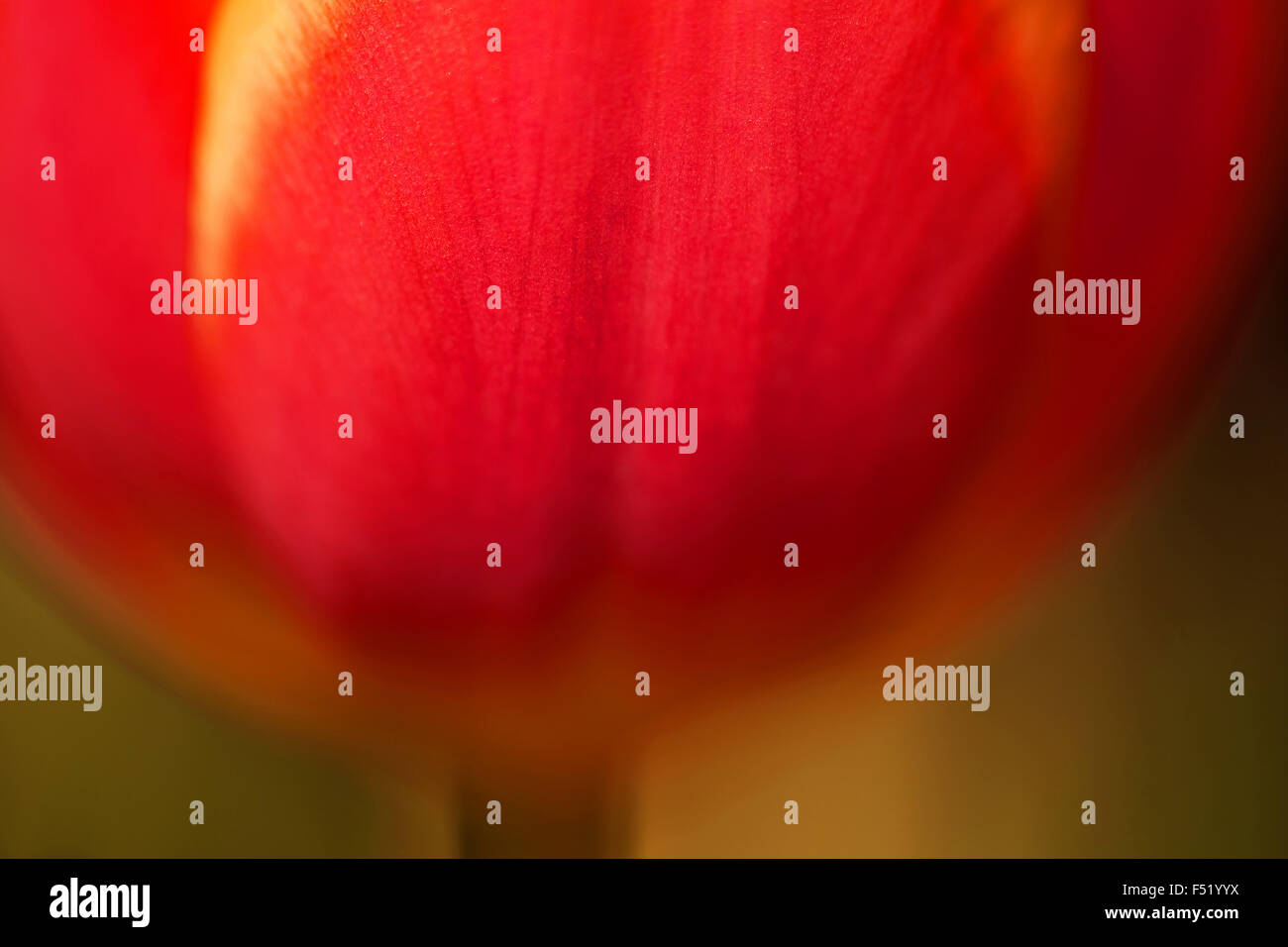 Detailaufnahme einer Tulpenblüte, Stock Photo