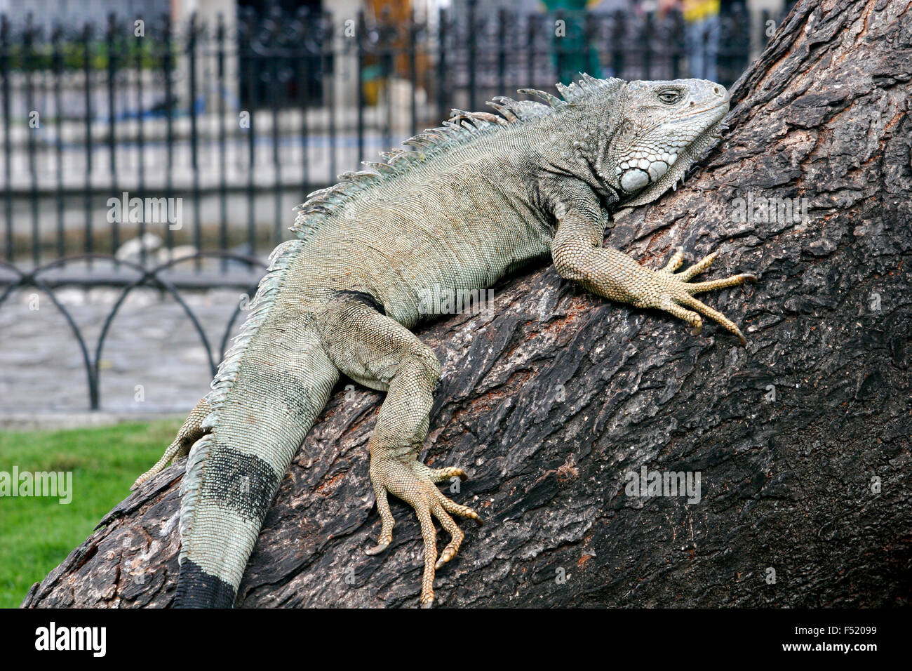 Iguana on the tree in Parque Bolivar, Guayaquil, Ecuador, South America Stock Photo
