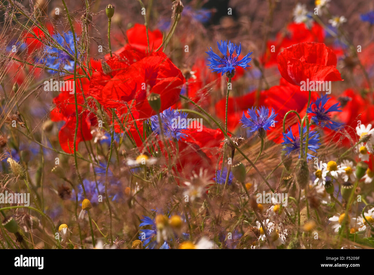Sommerblumenwiese, Stock Photo
