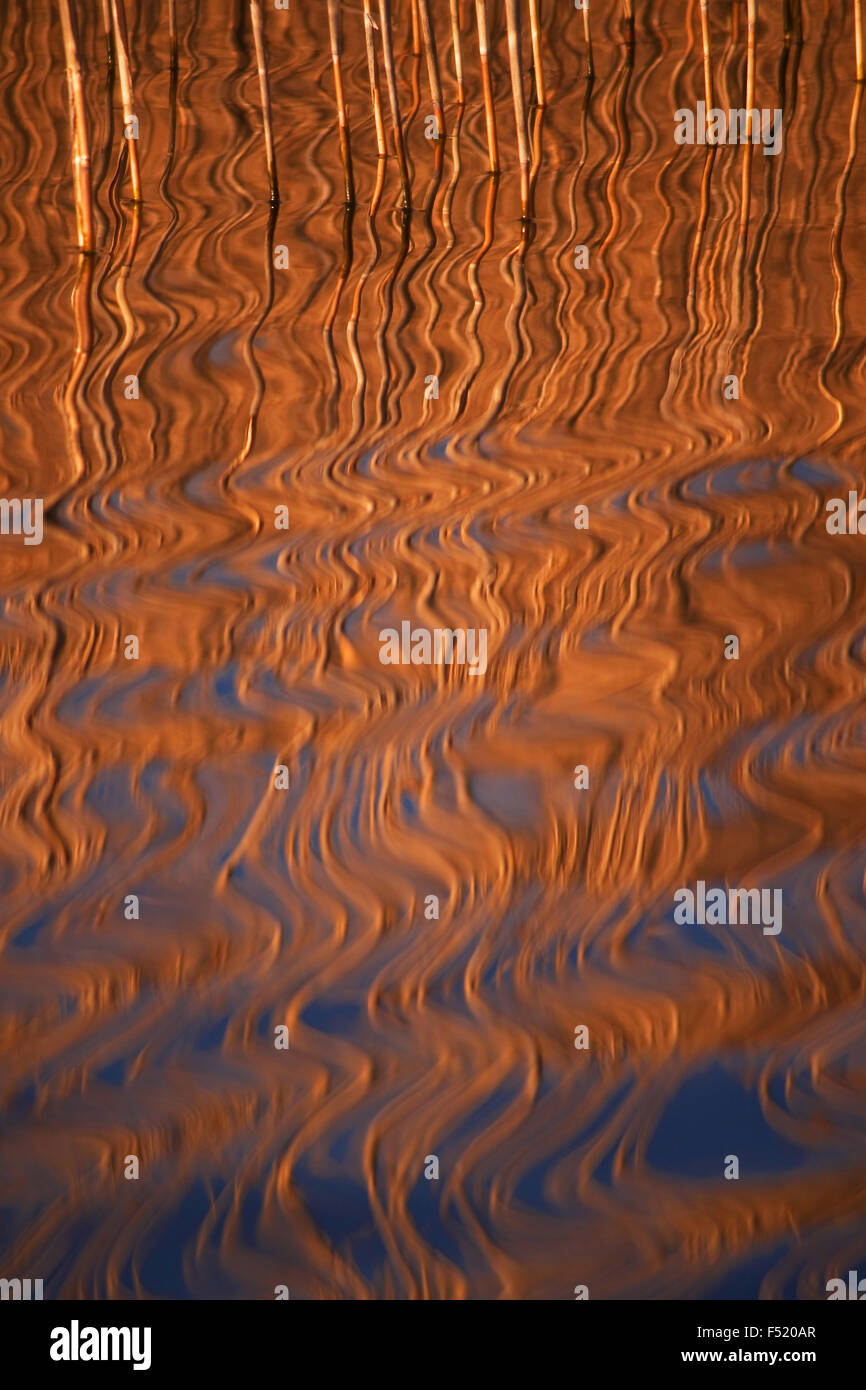 Spiegelung eines Schilfgürtels im Abendlicht, Stock Photo