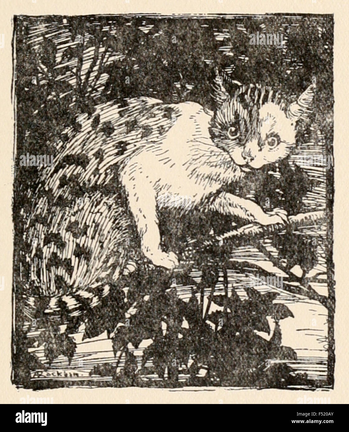 'The Cat crept stealthily up to the topmost branch.' from 'The Fox and the Cat' in ‘The Fairy Tales of the Brother's Grimm', illustration by Arthur Rackham (1867-1939). See description for more information. Stock Photo