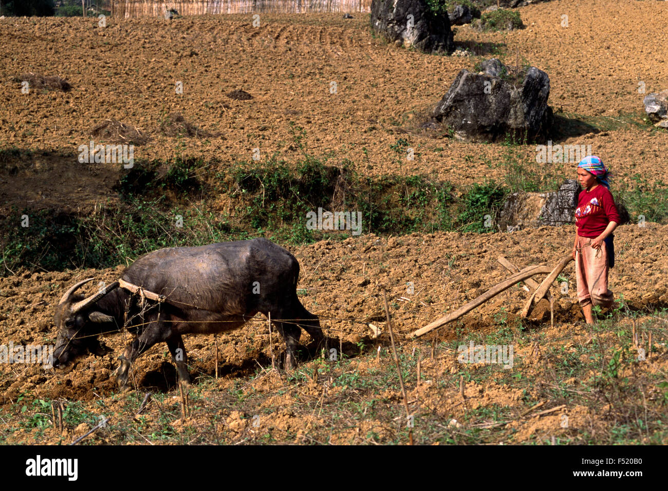Vietnam, Ha Giang province, H'mong ethnic minority, woman ploughing Stock Photo