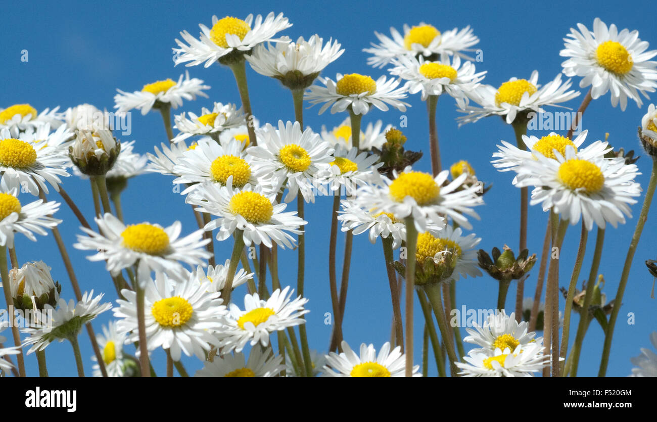 Gaensebluemchen; Bellis; Perennis Stock Photo