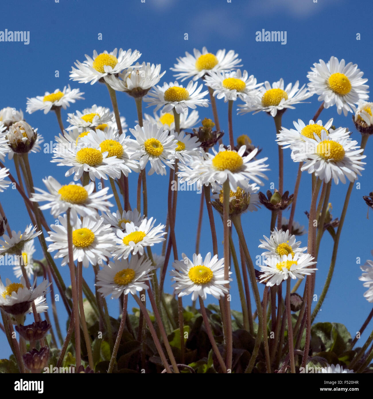 Gaensebluemchen; Bellis; Perennis Stock Photo