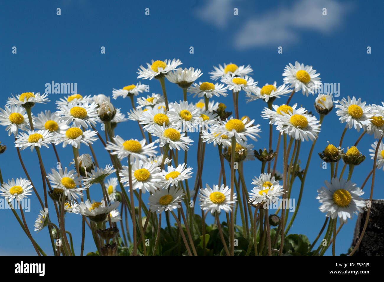 Gaensebluemchen; Bellis; Perennis Stock Photo