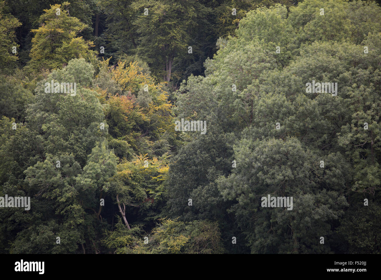Distant trees - texture, background Stock Photo