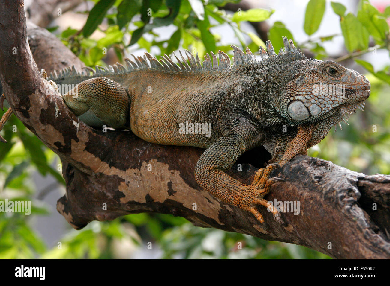 Iguana on the branch of the tree in Parque Bolivar, Guayaquil, Ecuador, South America Stock Photo