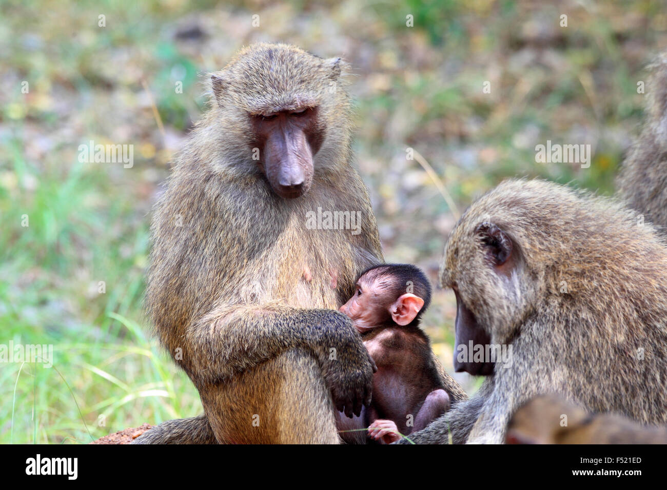 Olive Baboon (Papio anubis) in Mole National park, Ghana, West Africa Stock Photo