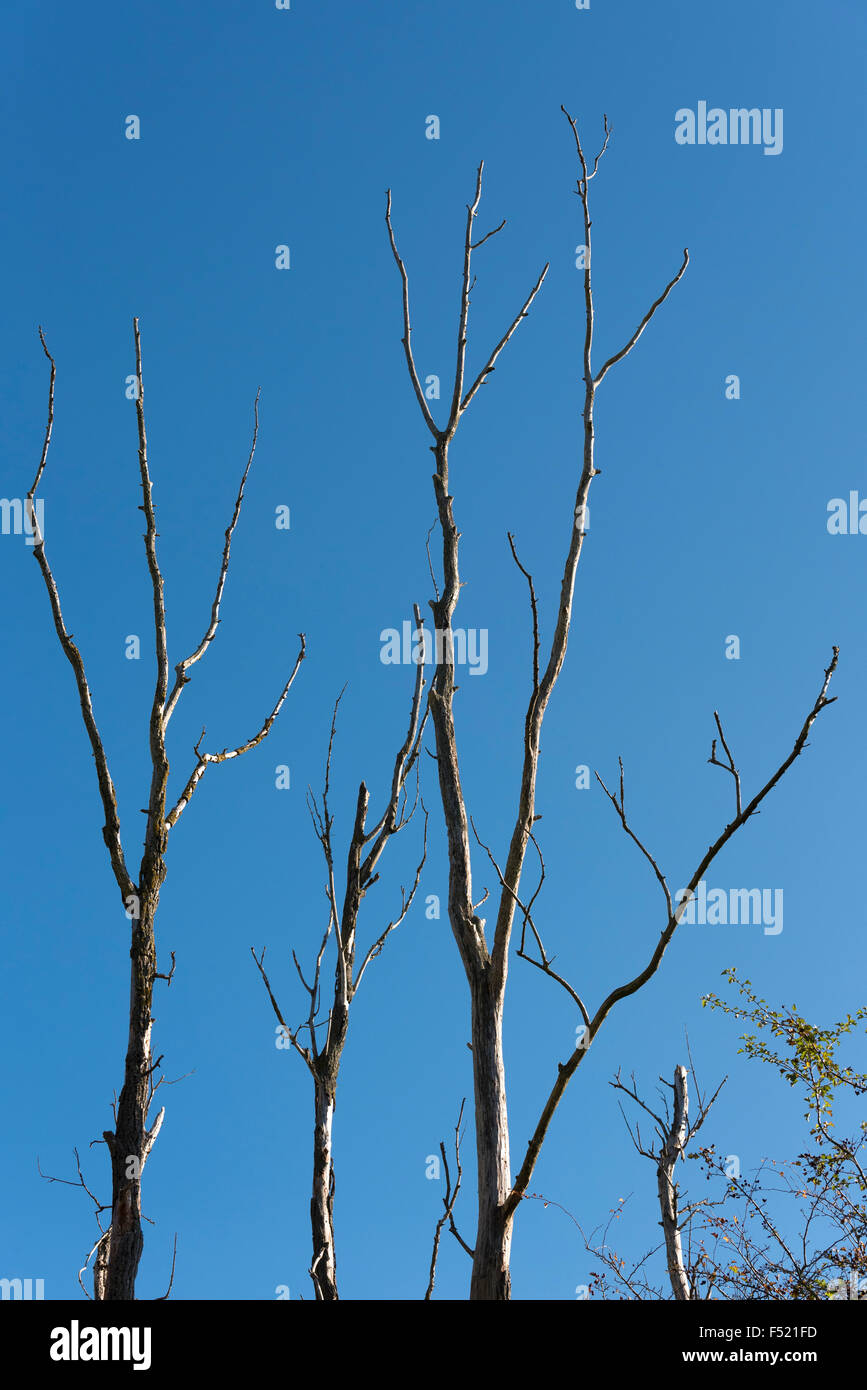 Dead trees against blue sky Stock Photo