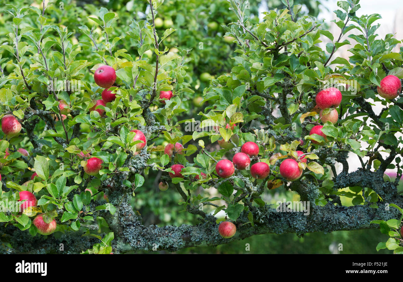 Malus domestica. Apples 'Starks earliest' on a tree Stock Photo