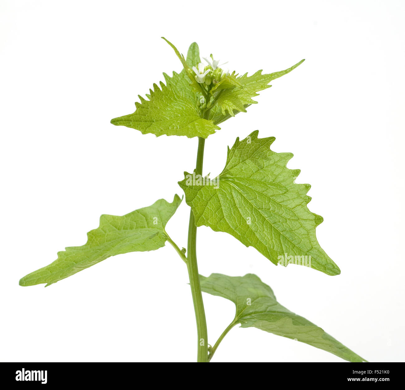 Knoblauchsrauke; Alliaria petiolata Stock Photo